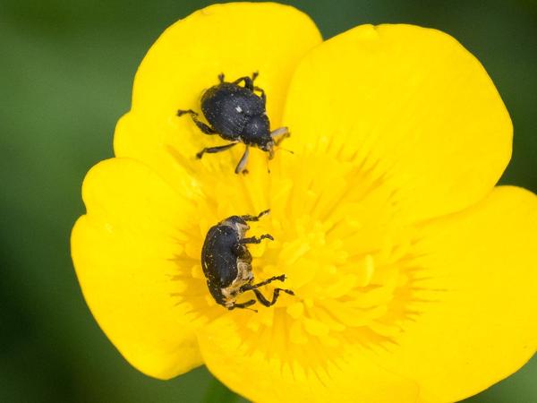 Lissnuitkever (Mononychus punctumalbum)